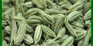 Fennel Seeds