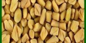Fenugreek Seed