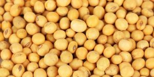 Soyabean