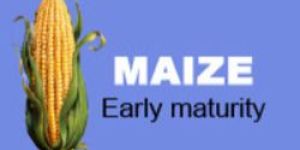 Hybrid Maize Seeds
