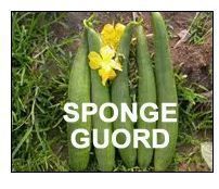 SPONGE GOURDS
