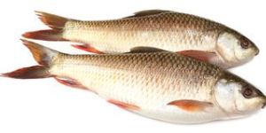 Frozen Rohu Fish