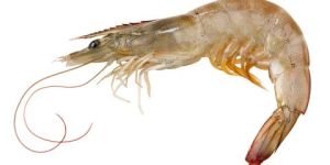 Frozen Vannamei Shrimp