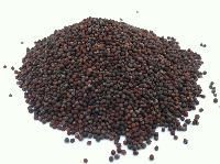 Canola Seed