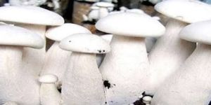 Oyester Mushrooms