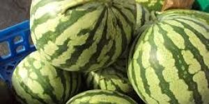Water Melon