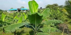 Farm Development Services