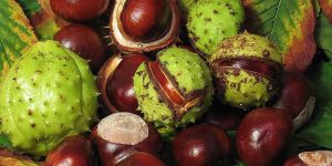 Chinese Chestnut