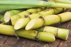 Sugarcane