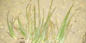 Aloe Vera Plants