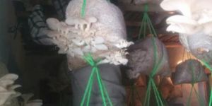 White Oyster Mushroom