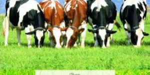 Panchagavya Fertilizer