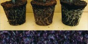 Vermicompost Fertilizer