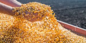 Corn Seeds