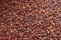Finger Millet Seeds