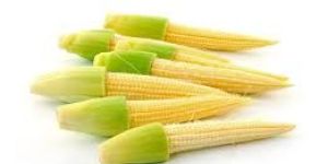 Fresh Baby Corn