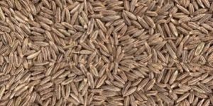 Cumin Seed Jeera