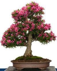 Bonsai Plants