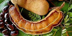 Tamarind Pods