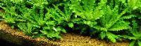 Aquatic Aquarium Plants