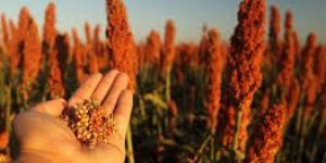 Sorghum