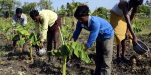 Skilled Labour Service