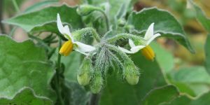 Solanum Nigrum