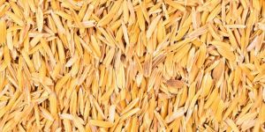 Rice Husk
