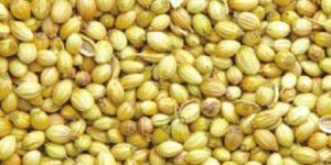 Coriander Seeds