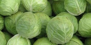 Fresh Cabbage