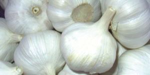Fresh Garlic