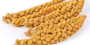 Kodo Millet