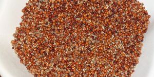 Ragi Seeds