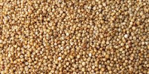 Sorghum Seeds