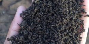 Vermicompost