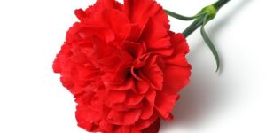 Carnation