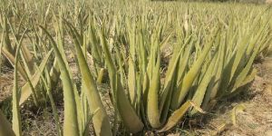 Aloe Vera Plant 2