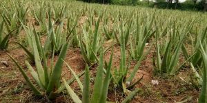 Aloe Vera Plant 3