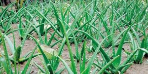 Aloe Vera Plantation Services