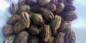 Dried Terminalia Chebula