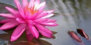 Pink Lotus Flower