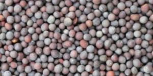 Mustard Seeds