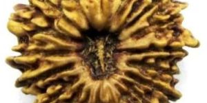 1 to 21 Mukhi Rudraksha Mala