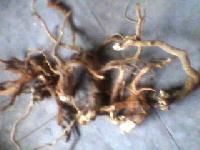 Taggri Root
