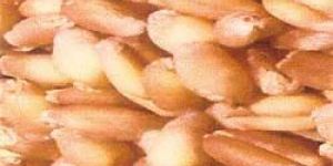 Wheat Seed