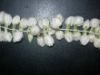 Fresh Jasmine Flower