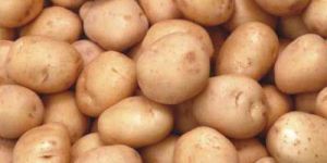 Fresh Potatoes