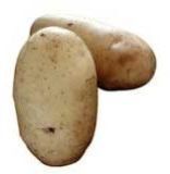 Fresh Potato