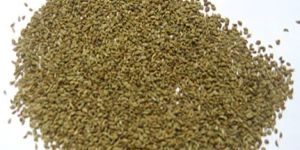 Carom Seeds