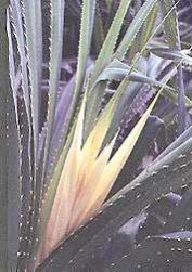 Kewra Oil